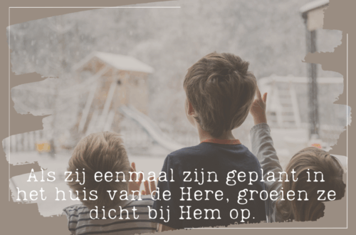 groeien in het licht